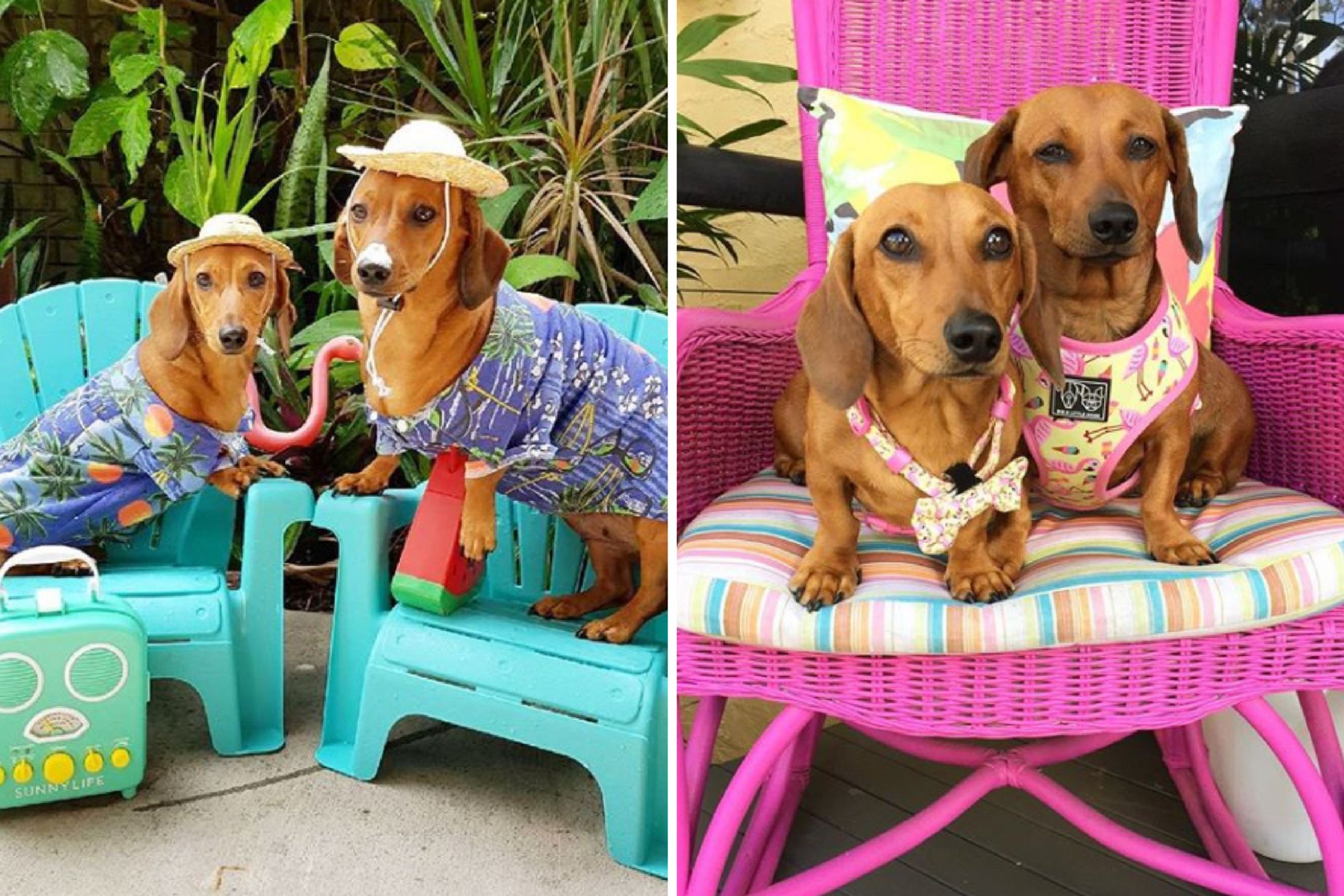 Pampered sausage dogs score a 25,000 bedroom That's