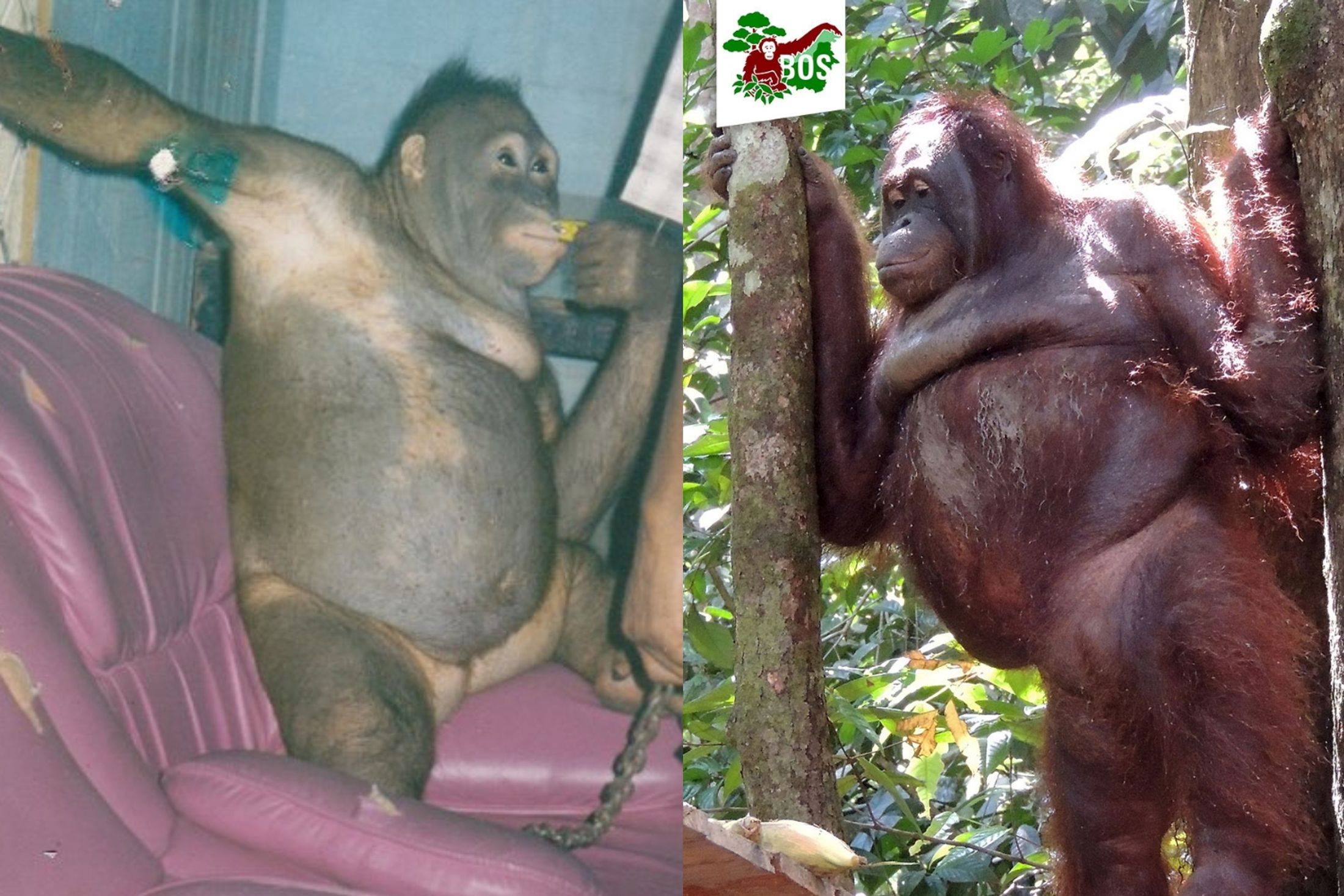 Horrifying story of female orangutan Pony kept as a sex slave in Borneo.