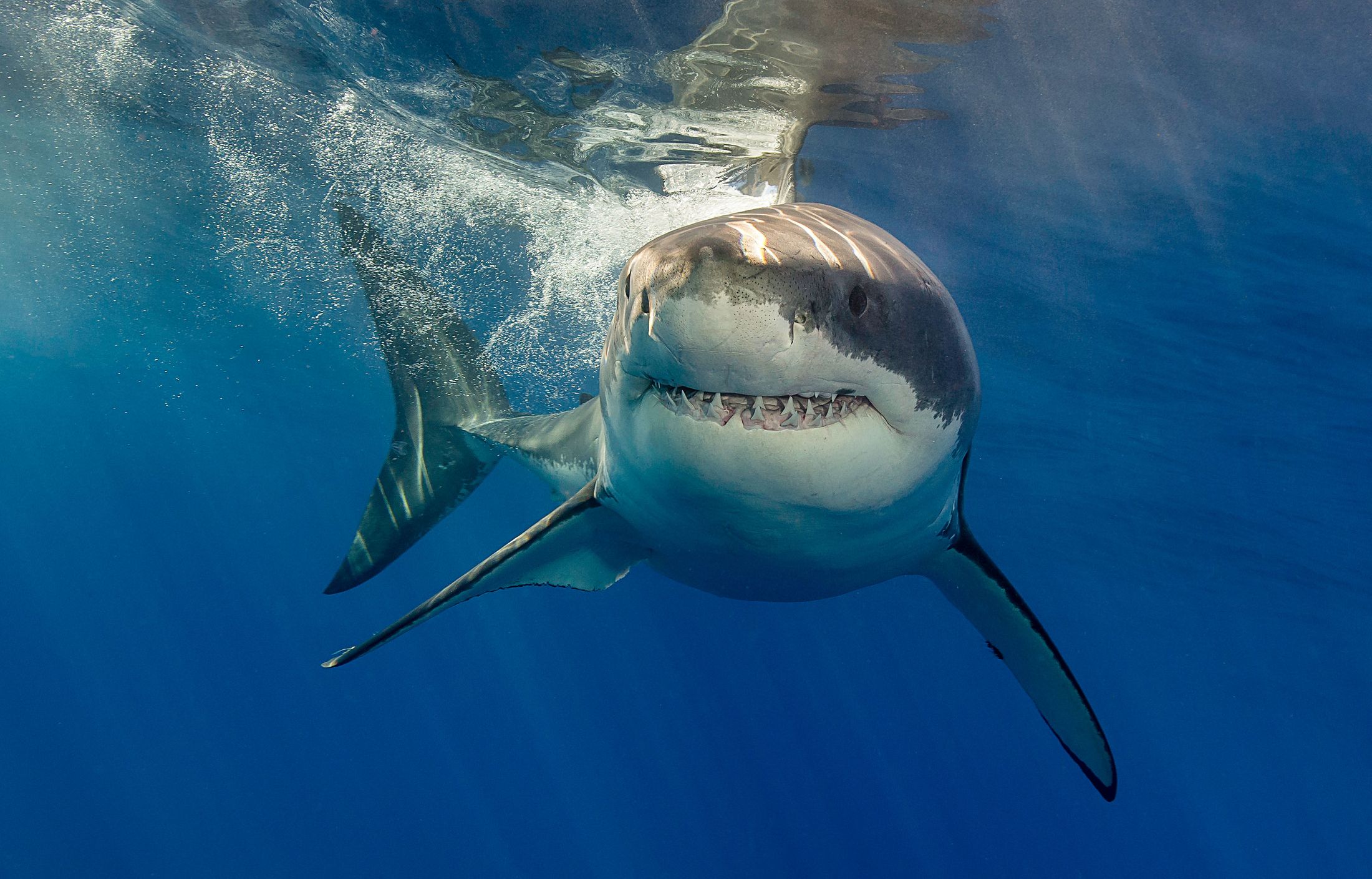 Mum Watches In Horror As Teen Daughter Is Killed By Shark In Wa That S Life Magazine