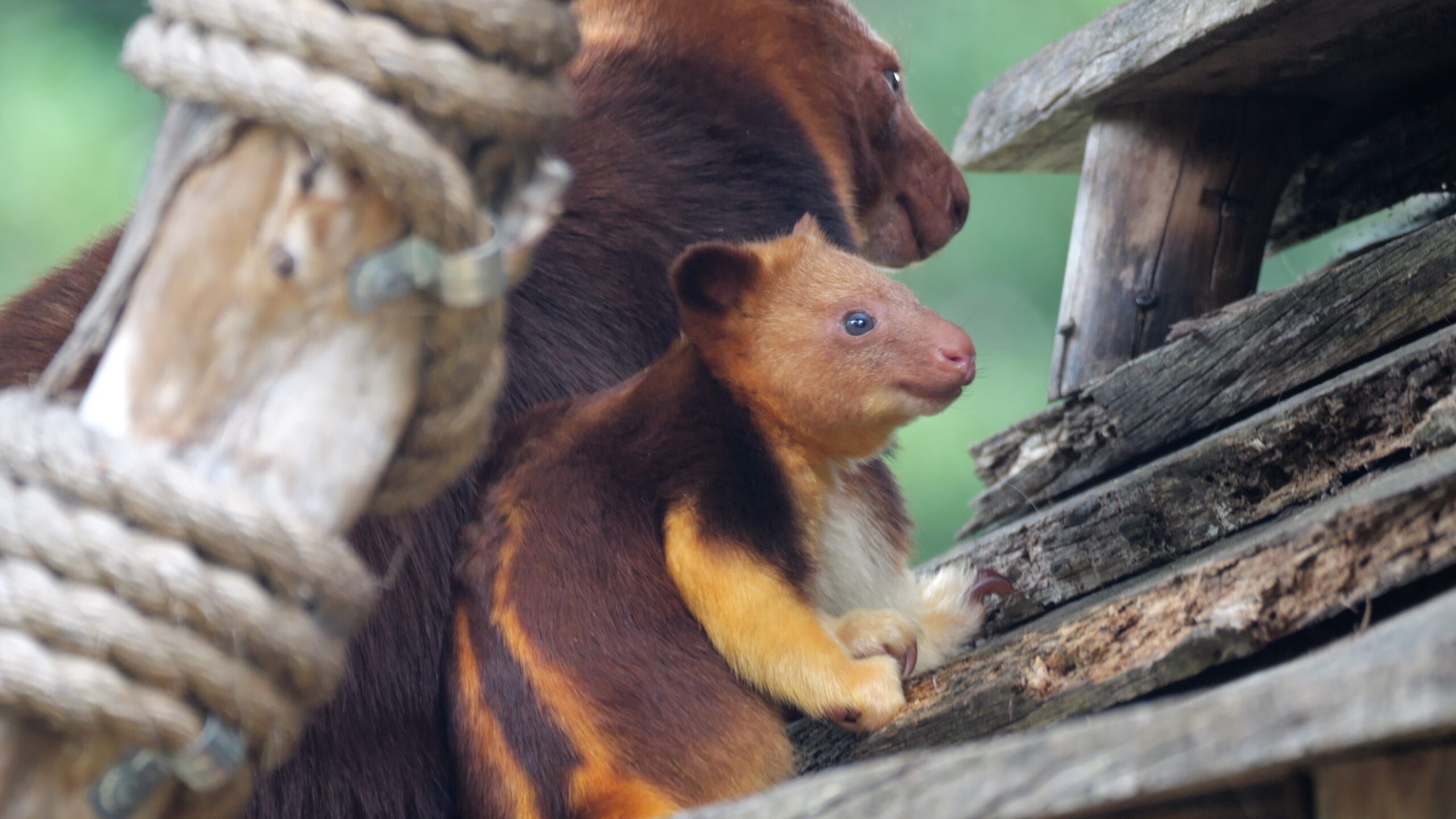 Photo of tree kanagroo on branch