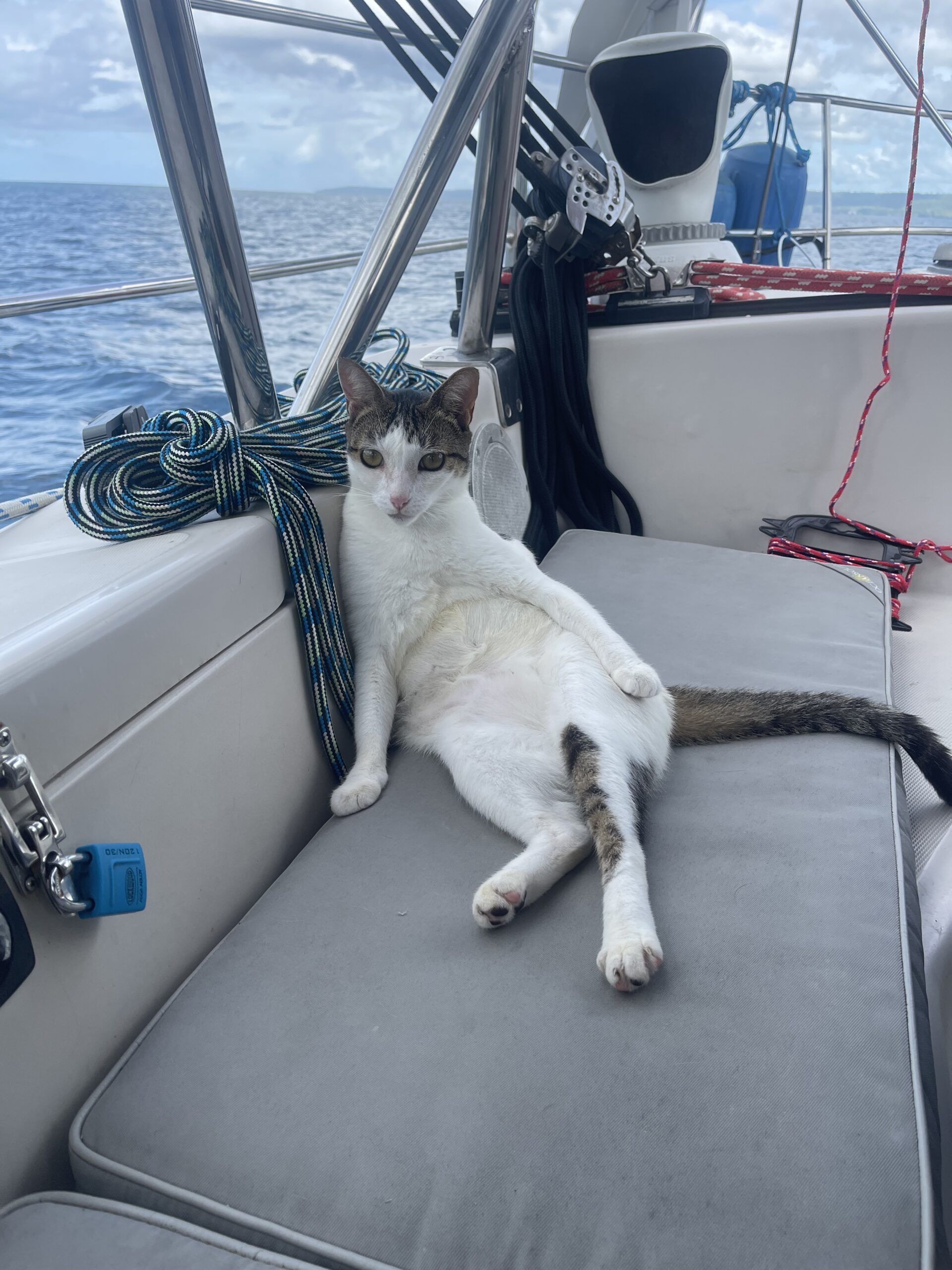 cat on boat 
