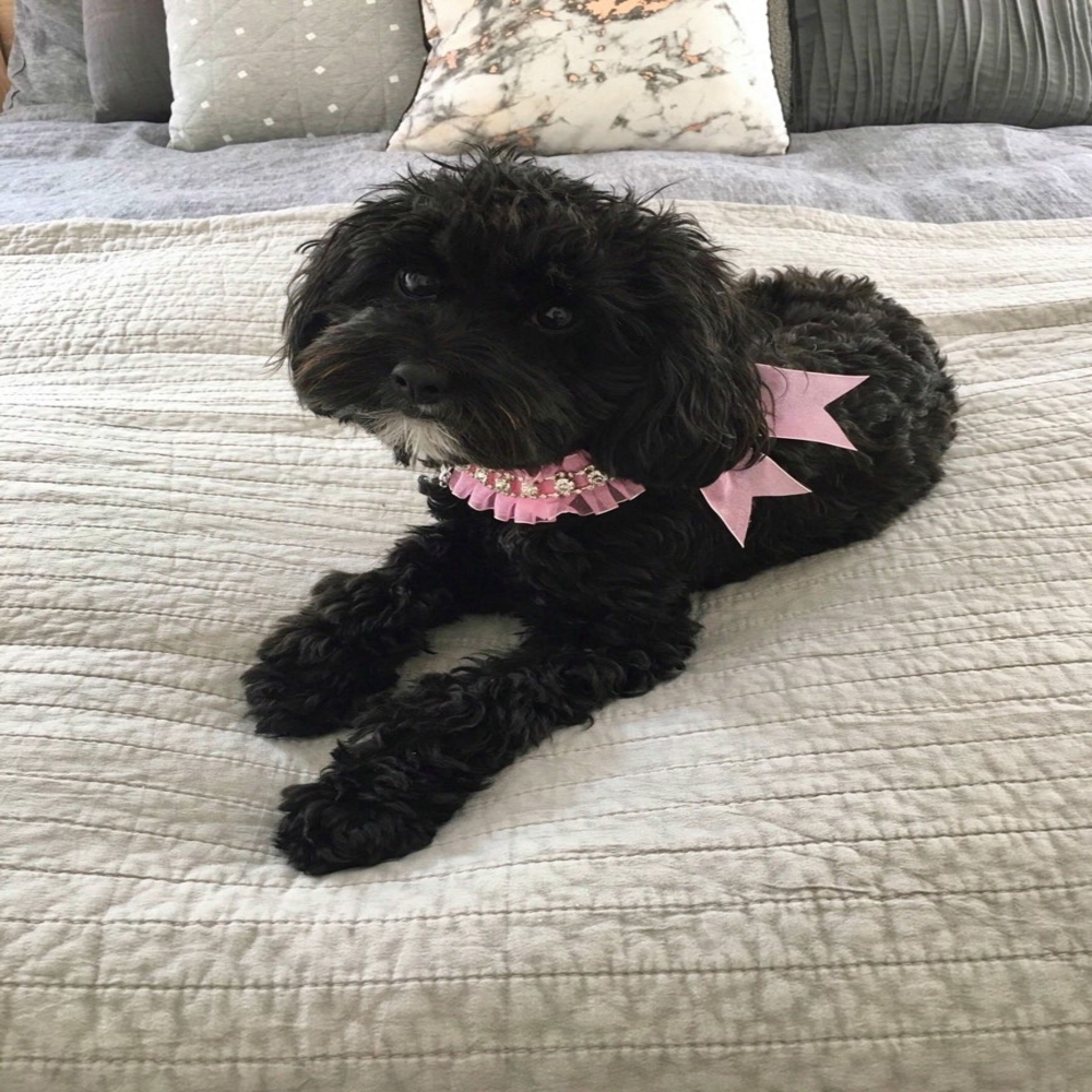 Our pup Frankie