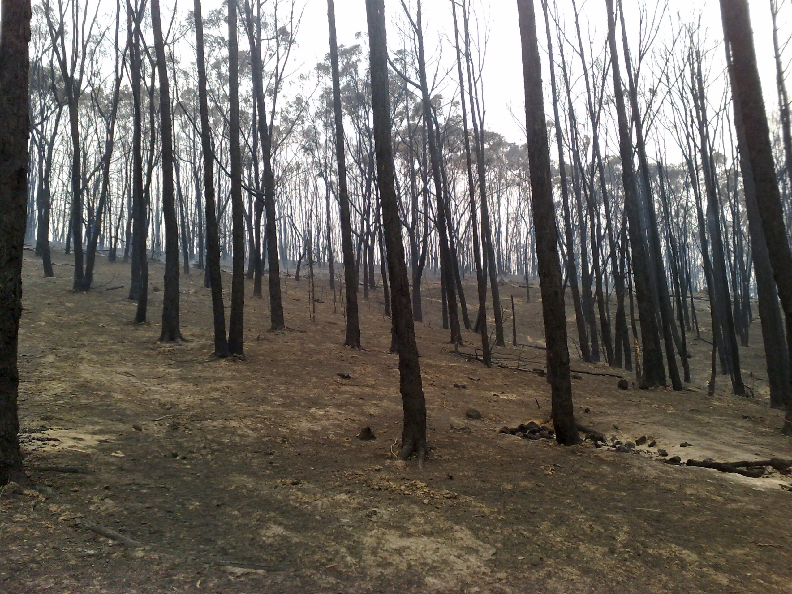 The trees were blackened.