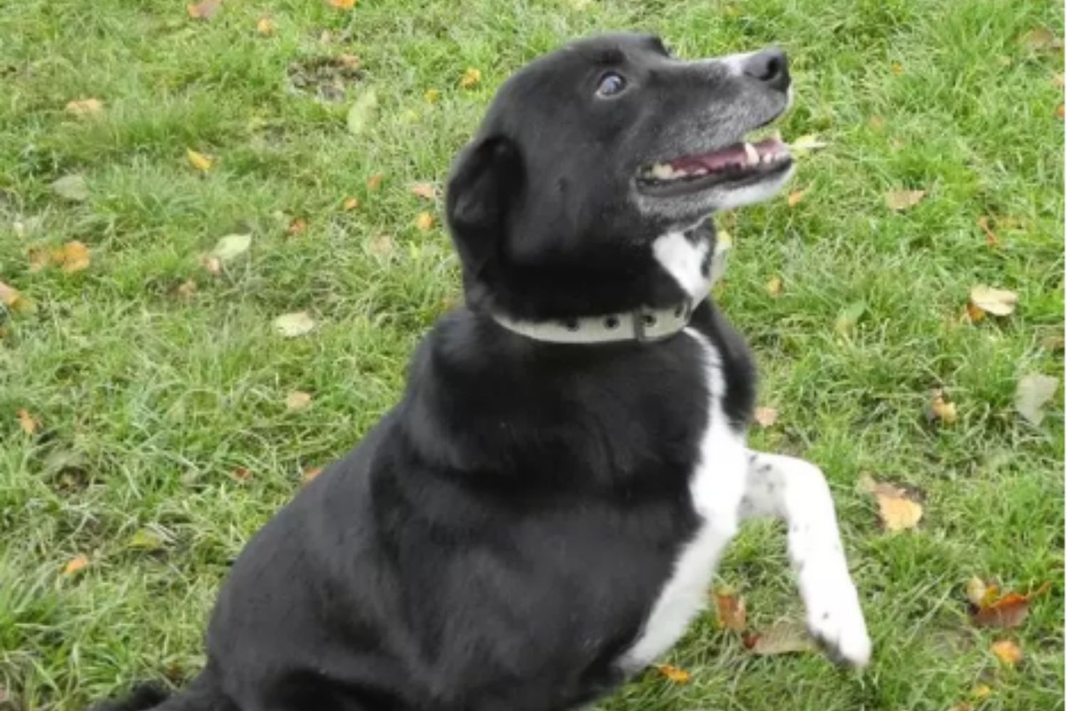 Border collies Bess and Roy are looking for a new home