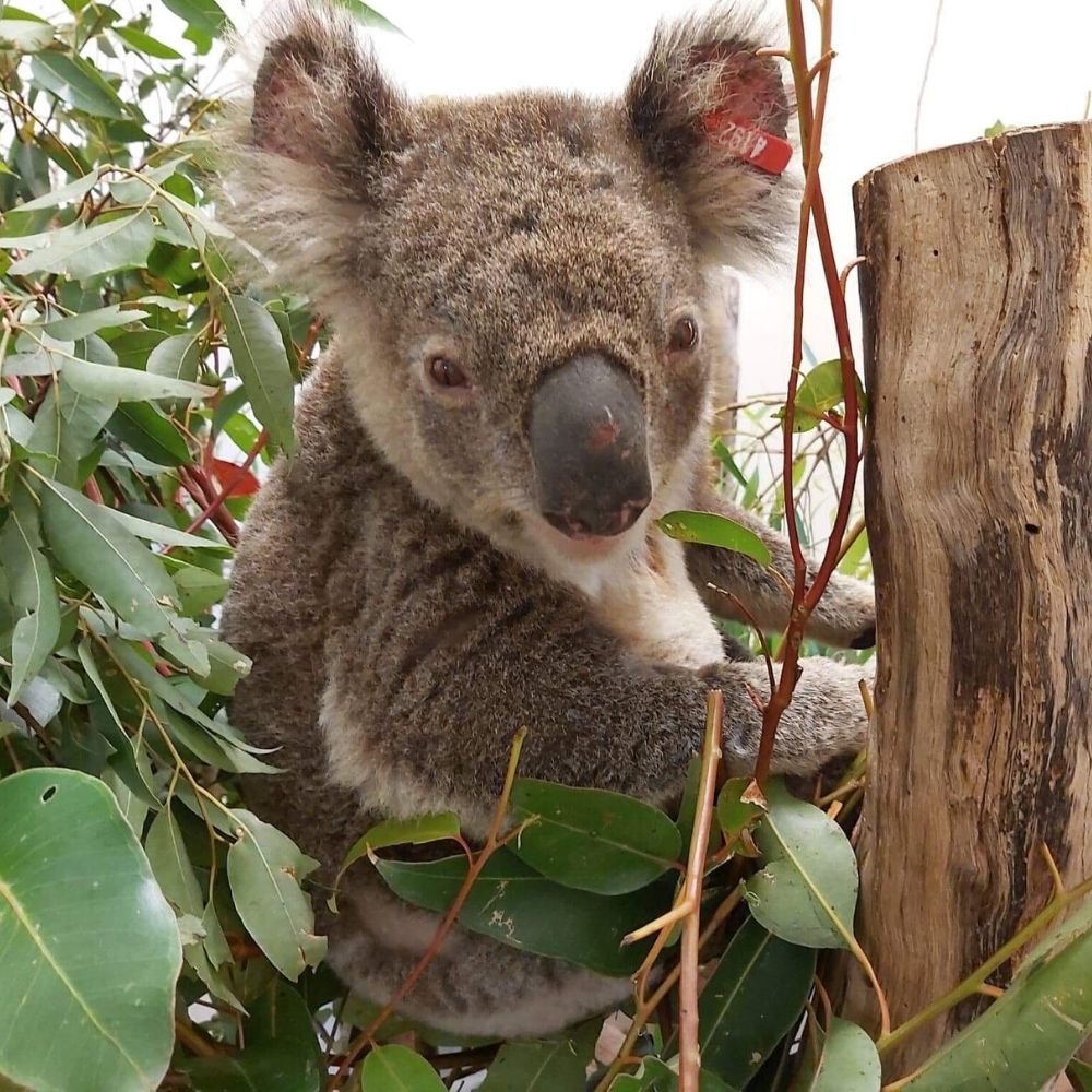 International Fund for Animal Welfare (IFAW)
