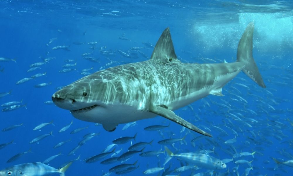 A pig-eye shark caught got up in Juanita's line. Credit: Getty