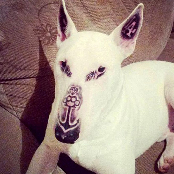 Dog with tattooed face