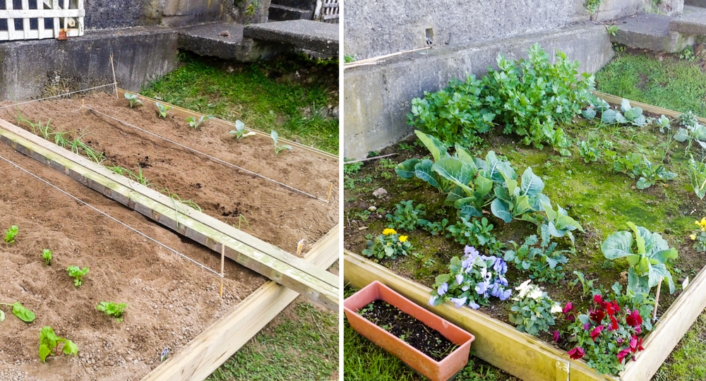 The family's vegetable patch
