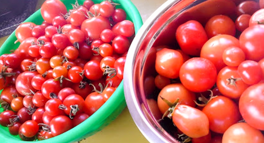 Tomatoes