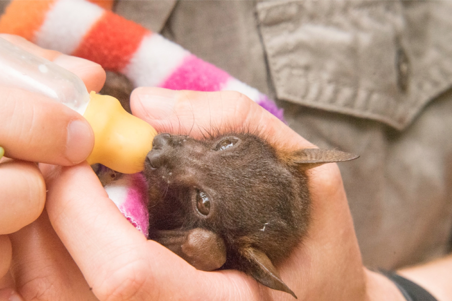 Feeding an orphan